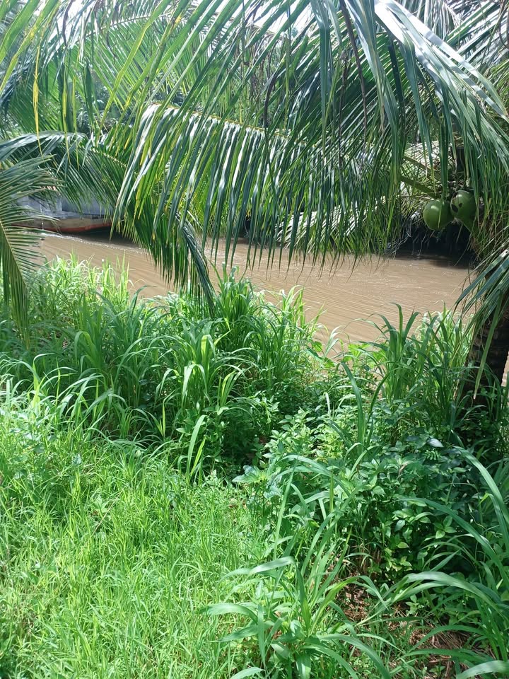 Đất mặt tiền bờ kênh Trà Cú, 4000m² giá 600 triệu - Cơ hội đầu tư tuyệt vời!