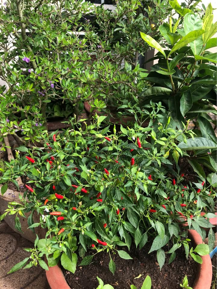 Biệt thự Lạc Long Quân Vũng Tàu 190m² giá 23 tỷ - Không thể bỏ lỡ!