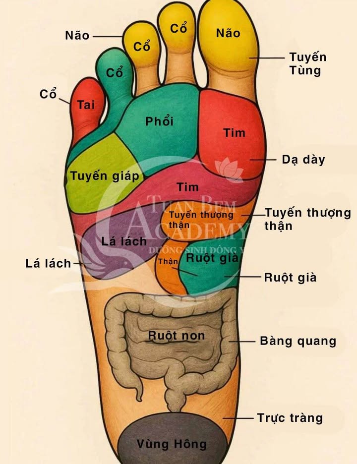 Đất mặt tiền đường Trần Hưng Đạo, Bắc Ninh 82m² - Giá thương lượng hấp dẫn!