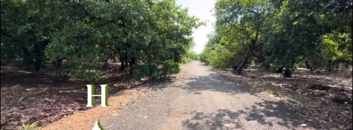 Đất nền Hưng Phước 900m² giá 600 triệu - Tiềm năng đầu tư cao!