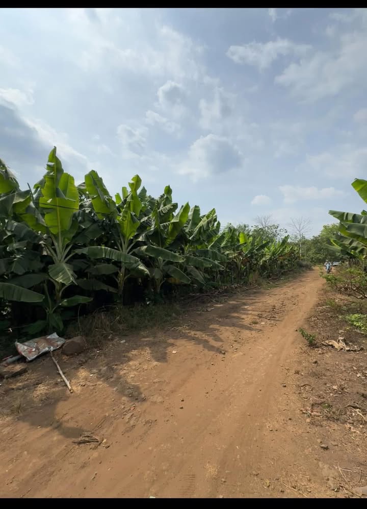 Đất liền kề tại Long Hà, Phú Riềng, 2300m² giá 1.3 tỷ - Cơ hội đầu tư hấp dẫn!