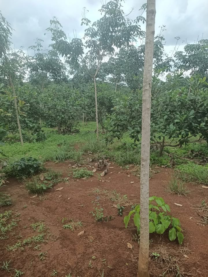 Đất nông nghiệp 1ha tại Phú Nghĩa, Chương Mỹ chỉ 1.3 tỷ - Cơ hội đầu tư tuyệt vời!