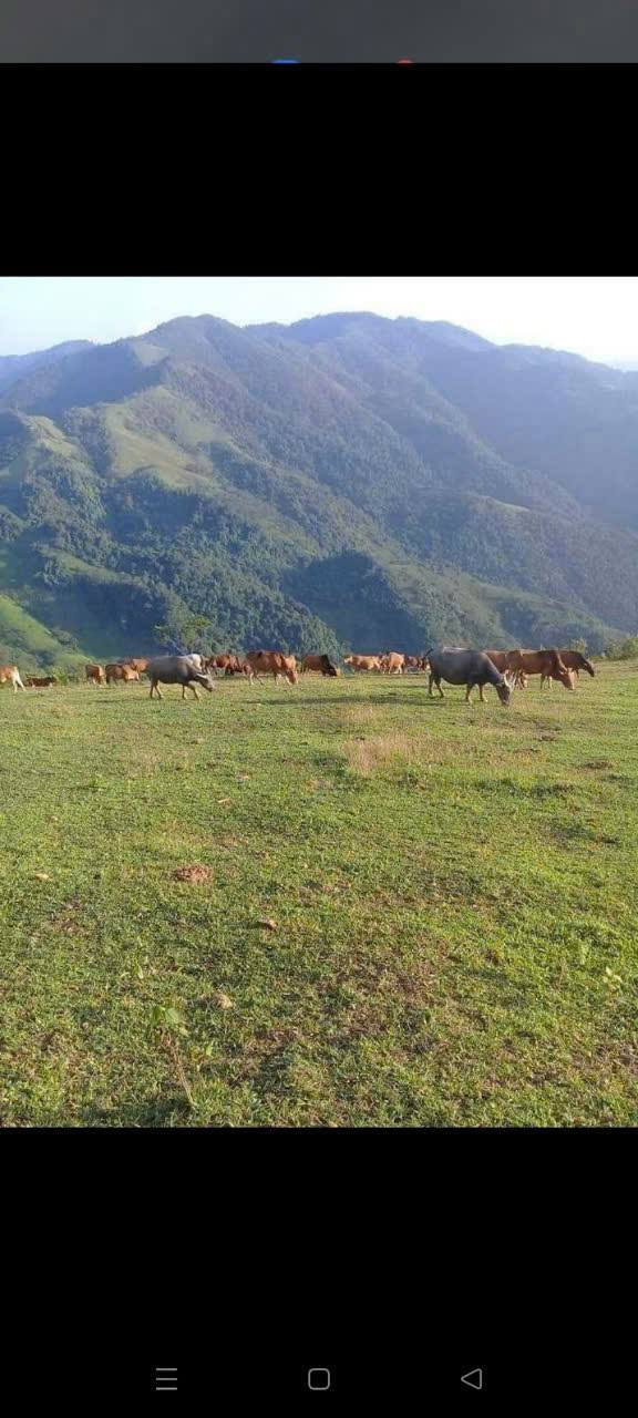 Đất rừng sản xuất 33ha tại Tân Mai - Cơ hội đầu tư hấp dẫn!