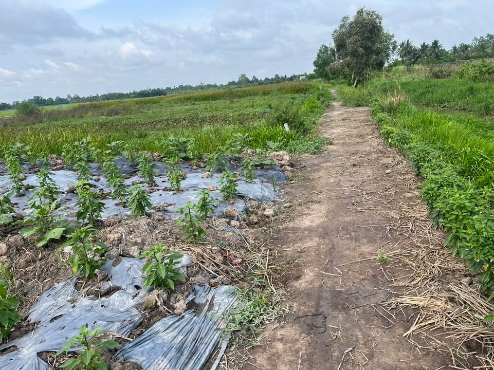 Đất nông nghiệp 2.398m² xã Mỹ Thuận, Bình Tân chỉ 650 triệu - Cơ hội đầu tư tuyệt vời!