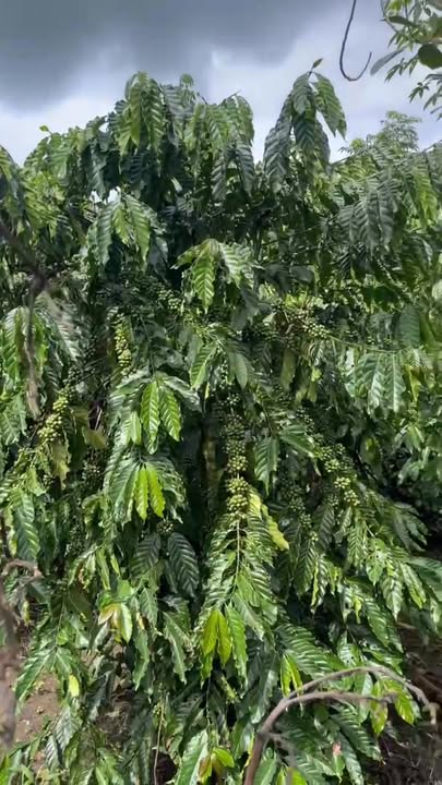 Farm Hòa Bắc 80.000m² giá 550 triệu - Cơ hội đầu tư sinh lời!