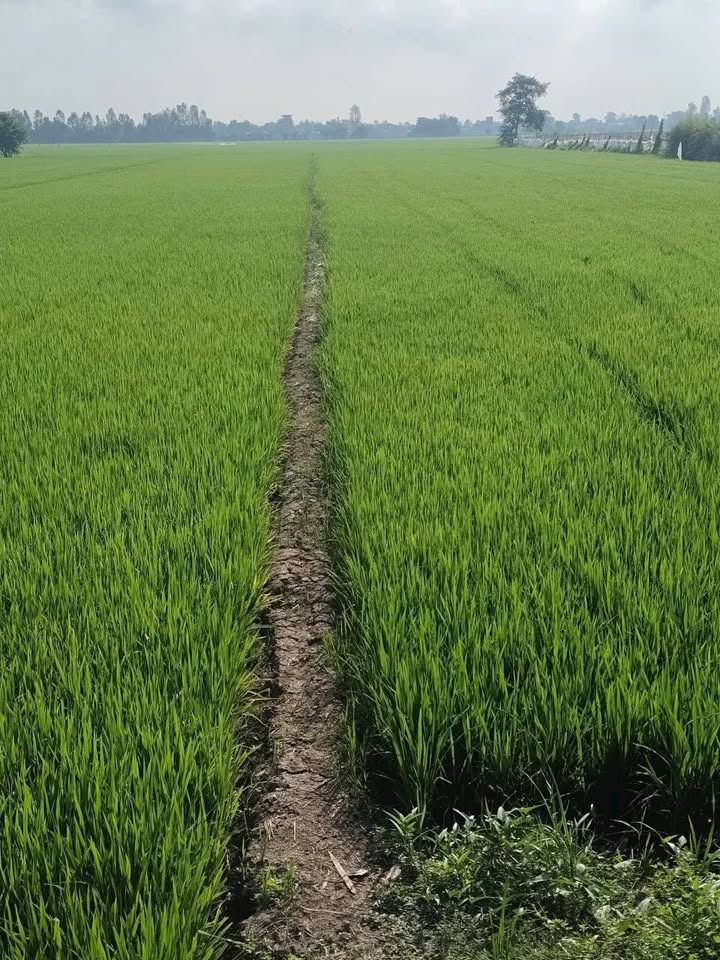 Đất nông nghiệp 32.000m² Vĩnh Chánh, Thoại Sơn - Giá chỉ 6.24 tỷ!