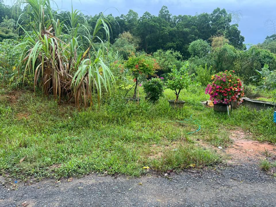 Đất liền kề Phú Hộ 156m² giá 900 triệu - Vị trí vàng sinh lời ngay!