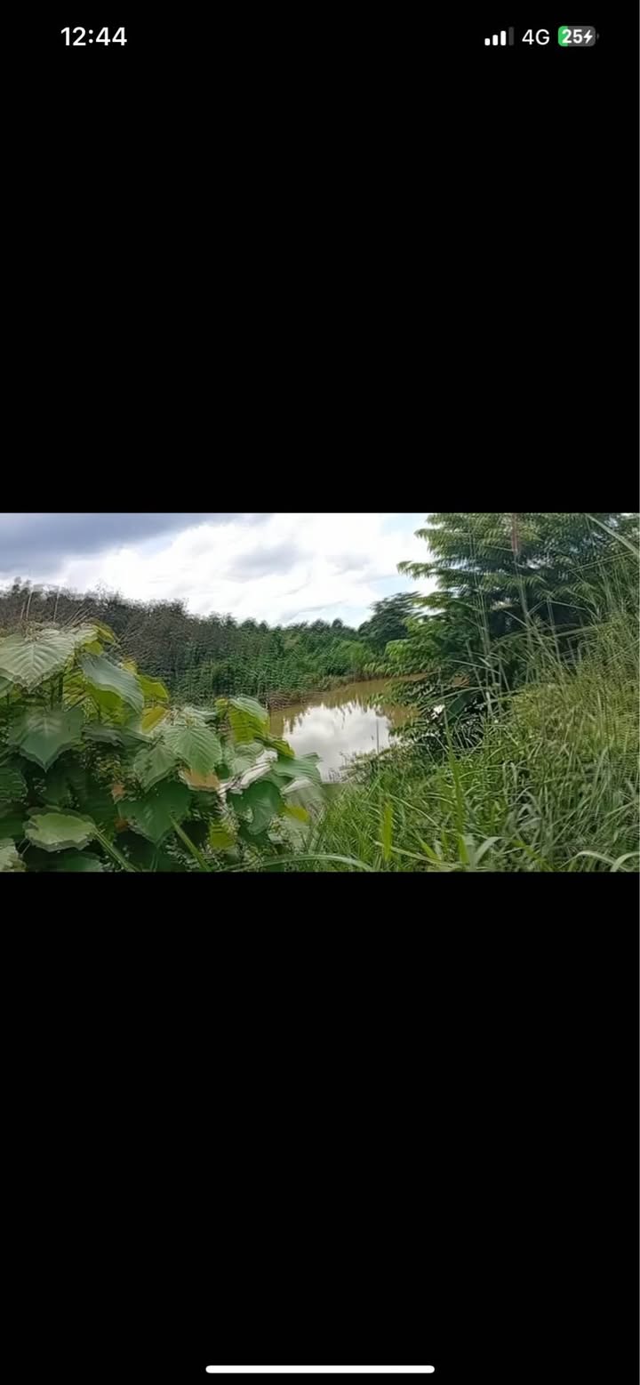 Đất nông nghiệp 4ha tại Quảng Tân, Tuy Đức - Giá chỉ 4.8 tỷ, sẵn sàng đầu tư!