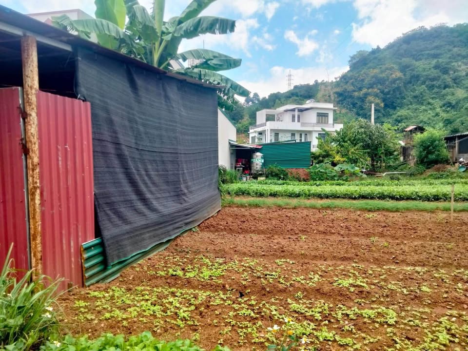 Đất thổ cư 198m² tại tổ 8, phường Chiềng Sinh - Giá chỉ 1.288 tỷ, ô tô đỗ cửa!