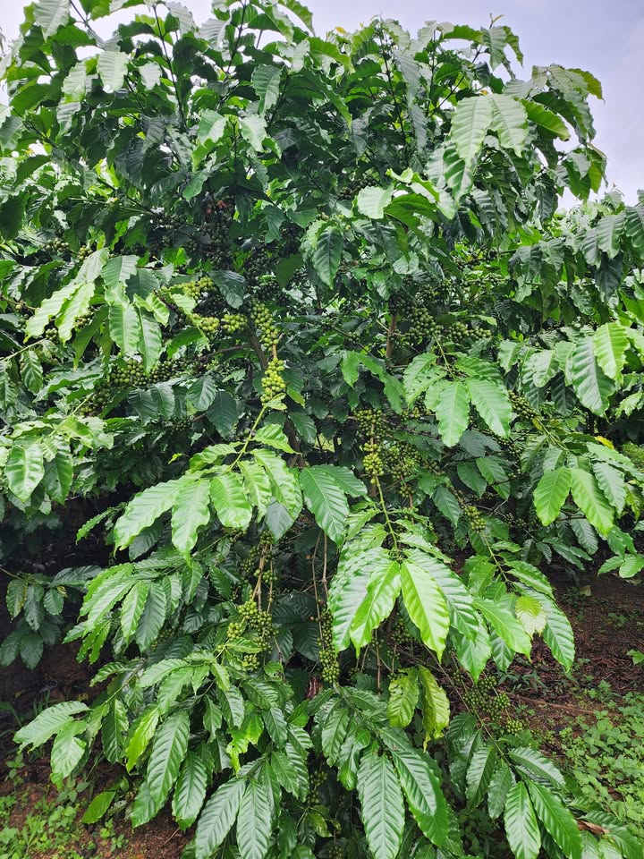 Farm 3 sào 7 cà phê Lộc Ngãi, Bảo Lộc giá 1.75 tỷ - Sổ đỏ chính chủ, bớt lộc cho khách thiện chí!