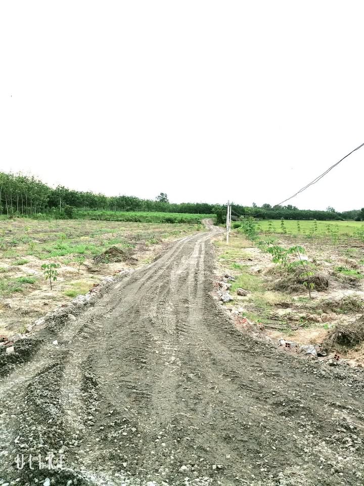 Đất nền ấp Vịnh, xã Hảo Đước, huyện Châu Thành, Tây Ninh 1066m² - Pháp lý rõ ràng, giá tốt!