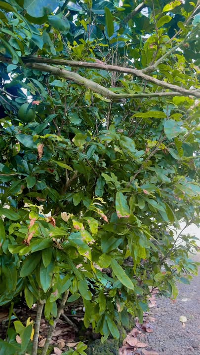 Đất nền Trà Cổ Tân Phú 100m² giá chỉ 3xx triệu - Cơ hội đầu tư hấp dẫn!