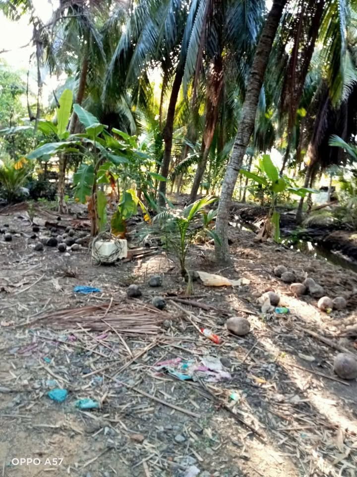 Đất vườn dừa và ao tôm 10.000m² tại Thạnh Trị, Bến Tre - Giá chỉ 220 triệu!