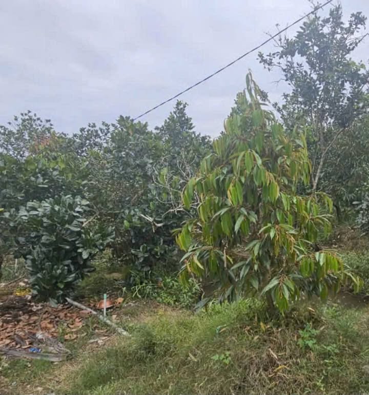 Đất nông nghiệp 3000m² xã Thanh Hòa giá 1.5 tỷ - Mặt tiền đường nhựa rộng rãi!