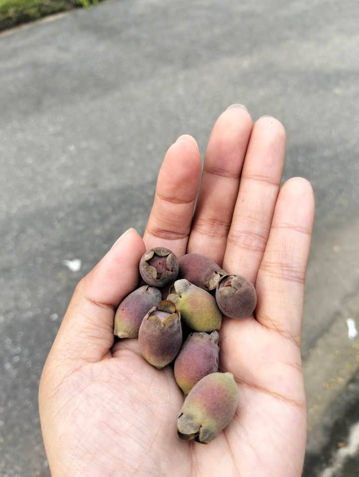 Đất nền dự án Hòa Ninh Đà Nẵng 185m² giá thỏa thuận - Vị trí đắc địa cho đầu tư!