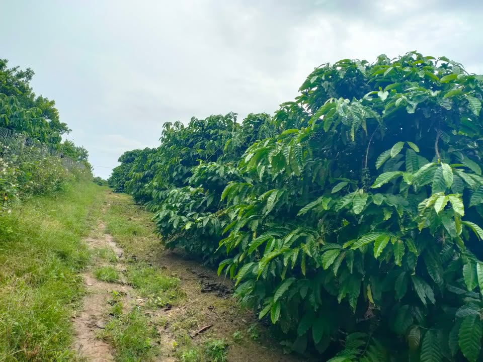 Đất Farm 7,5 sào tại Tân Văn, Lâm Hà chỉ 5 tỷ - Cơ hội đầu tư tuyệt vời!