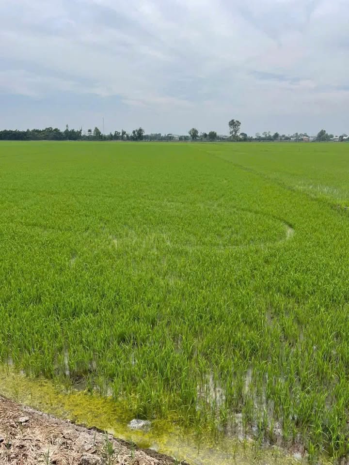 Đất vườn 5.400m² tại Cai Lậy, Tiền Giang giá chỉ 270 triệu - Cơ hội đầu tư tuyệt vời!