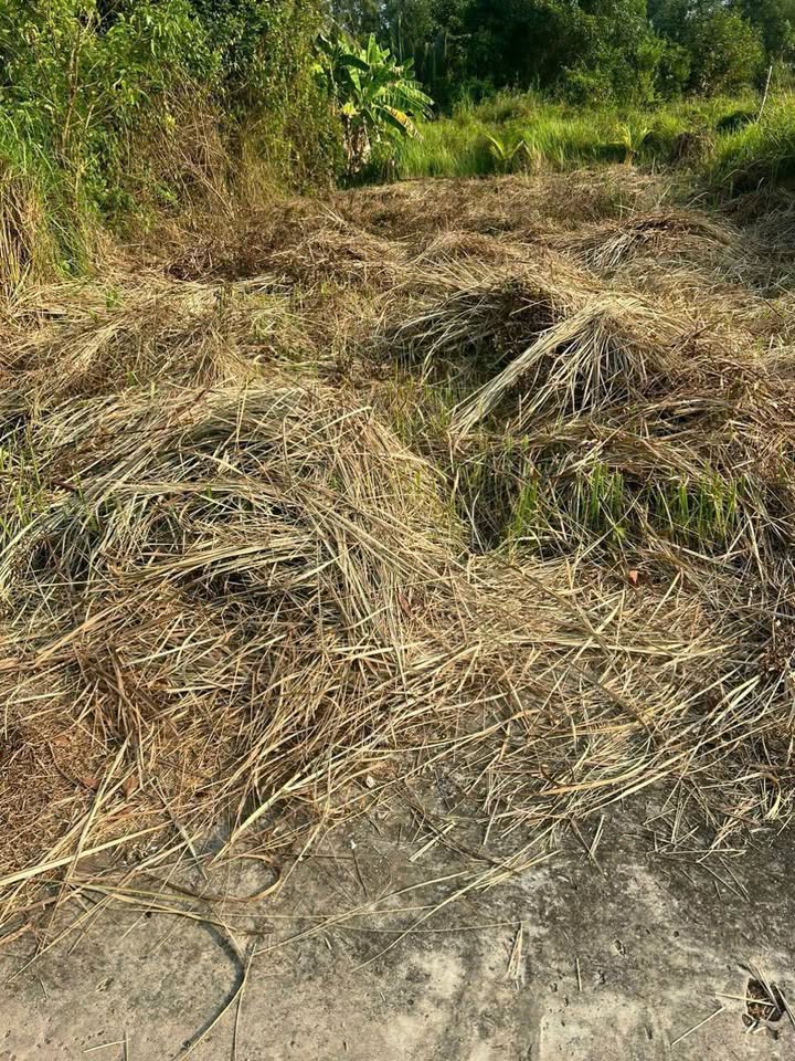 Đất nền xã Phú Hưng, Bến Tre 107.9m² giá 260 triệu - Sổ đỏ chính chủ!