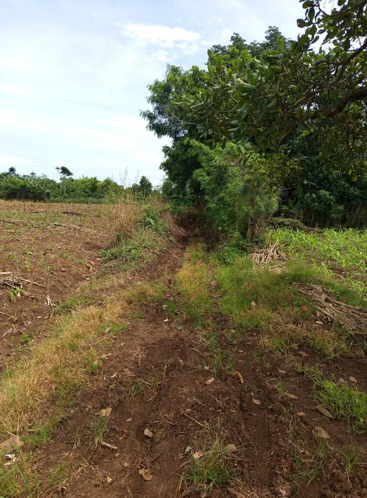 Đất trang trại 3,9 sào tại buôn Mrông C, Ea Kar - Giá chỉ 750 triệu VND!