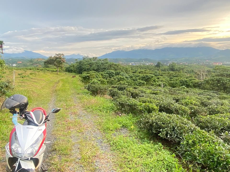 Đất Farm Phường 3 Bảo Lộc 6300m² giá 3.15 tỷ - View đỉnh, đường ô tô tận nơi!