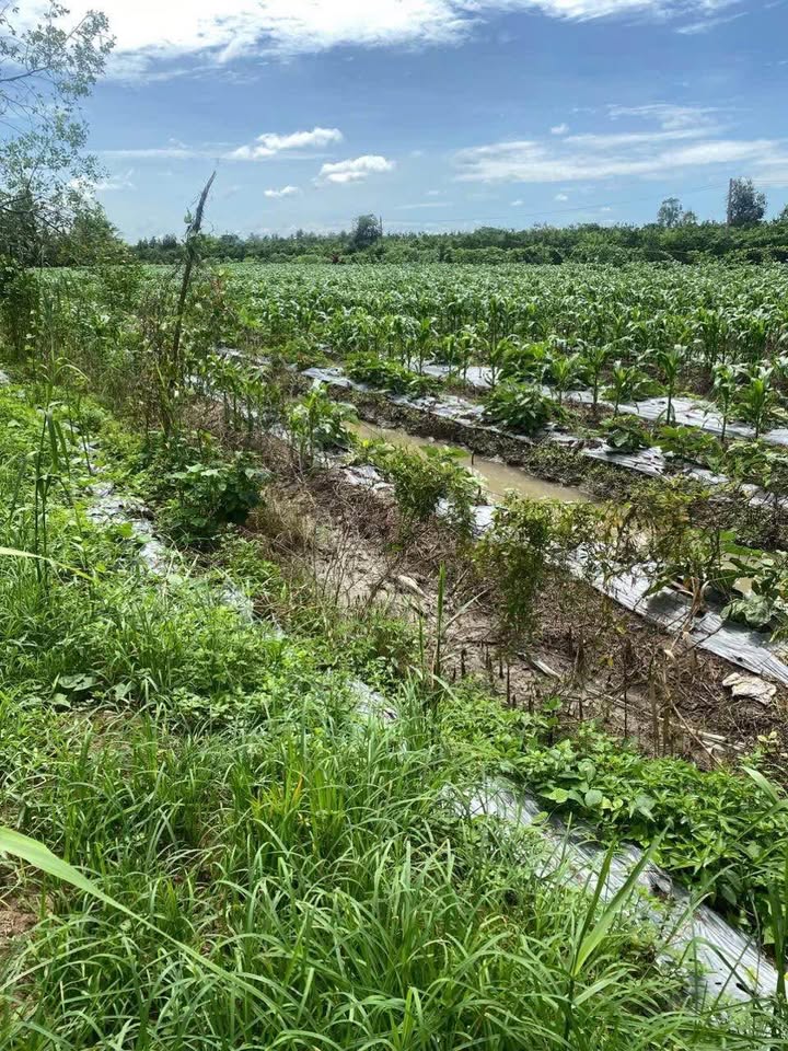 Đất chính chủ Vĩnh Xuân 2400m² giá 250 triệu - Cơ hội đầu tư không thể bỏ lỡ!