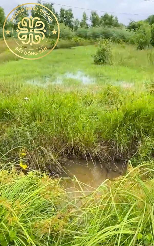 Đất nền mặt tiền QL1A Năm Căn 514.8m² giá 1 tỷ - Đầu tư sinh lời ngay!