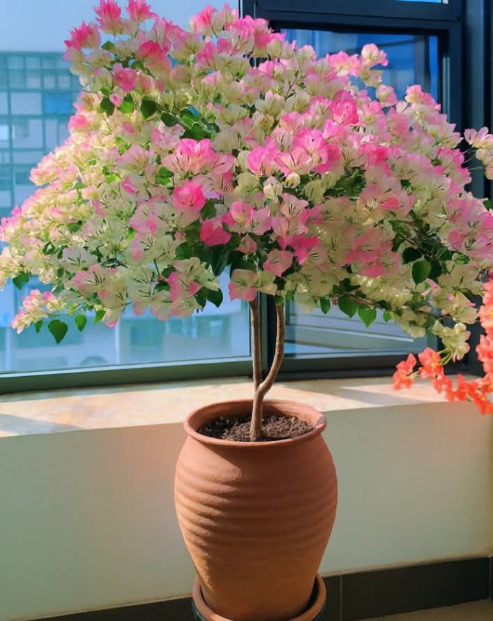 Nhà 1 trệt 1 lầu phường An Hòa, Sa Đéc 130m² giá 2.1 tỷ - Nhà mới đẹp, sẵn sàng ở!