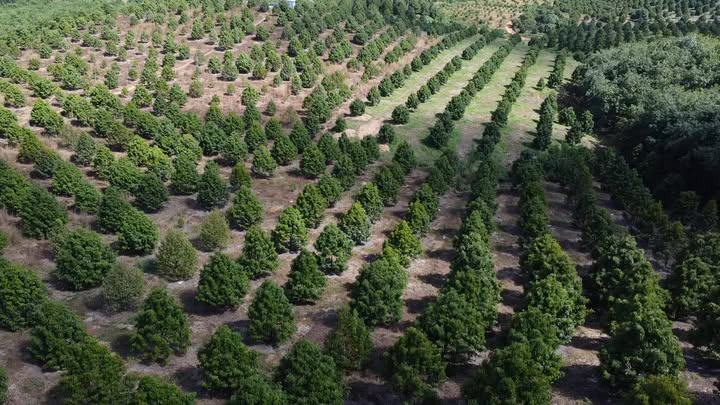 Đất nông nghiệp Phú An, Tân Phú 3,4ha - Sổ đỏ chính chủ, thu hoạch sầu riêng