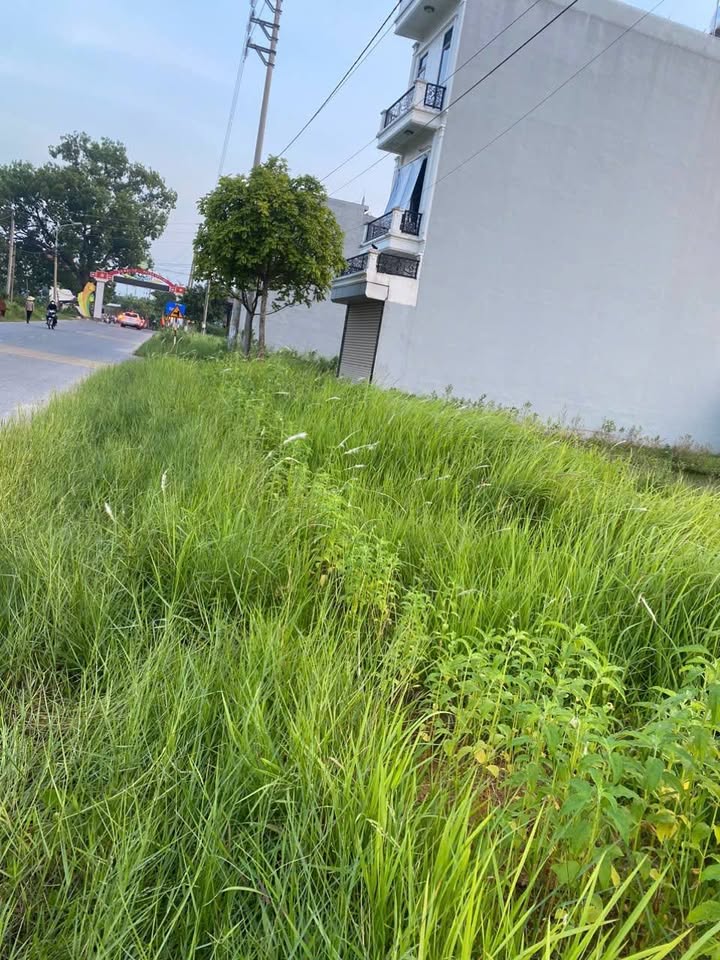 Đất đấu giá tại Đại Tự, Yên Lạc 100m² giá chỉ 3 tỷ - Sổ đỏ chính chủ sẵn sàng giao dịch!