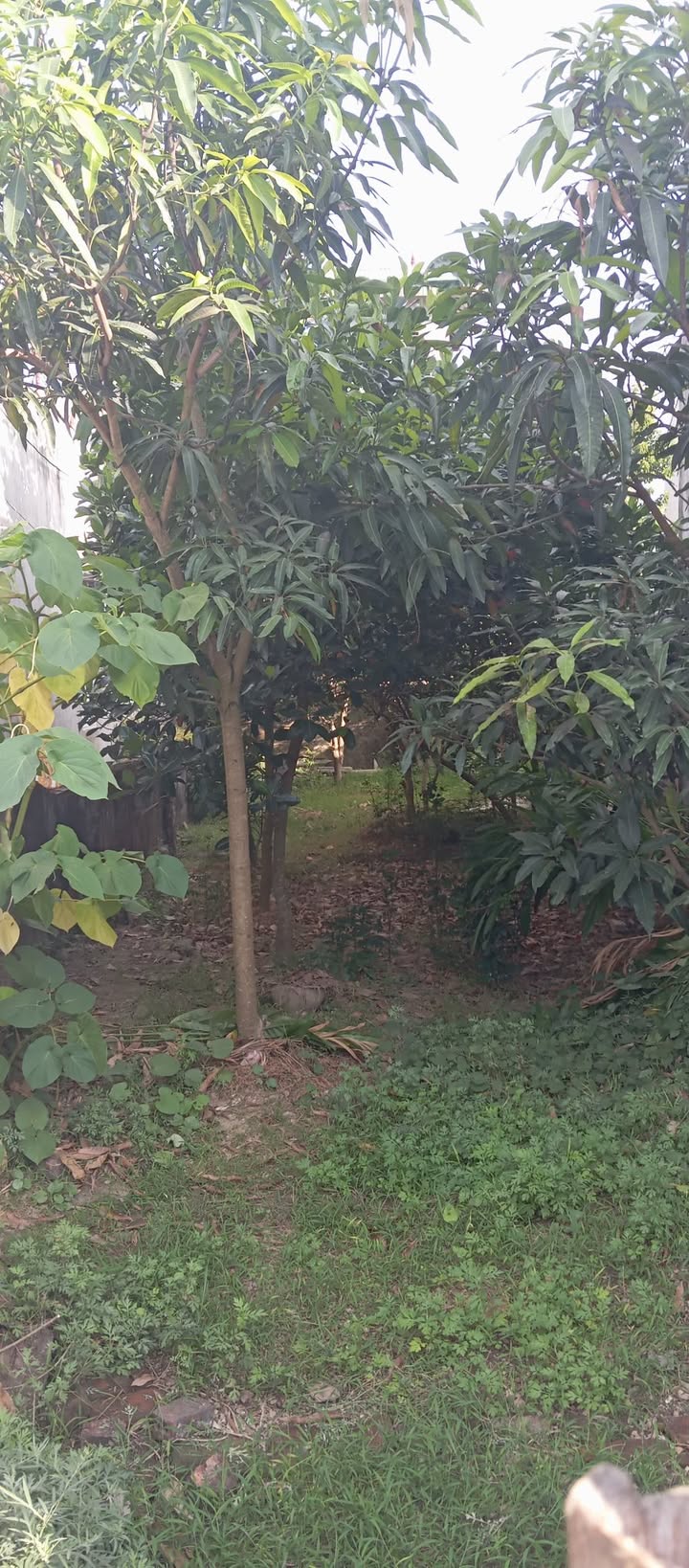 Đất mặt đường bê tông tại phường Nam Thanh 111m² giá 850 triệu - Cơ hội đầu tư lý tưởng!