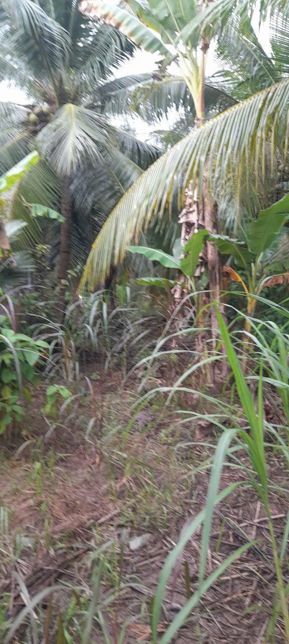 Đất nền Nhơn Thạnh, Bến Tre 1062m² giá 450 triệu - Cơ hội đầu tư hấp dẫn!