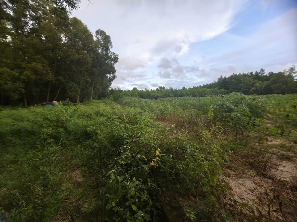 Đất nền Sơn Mỹ 590m² giá chỉ 750 triệu - Cơ hội đầu tư không thể bỏ lỡ!