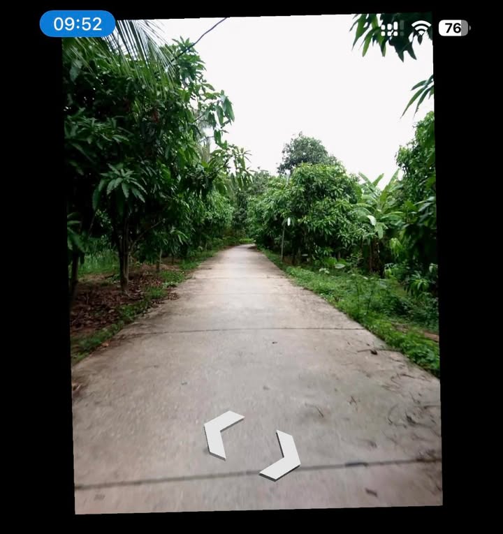 Bán vườn xoài cát 5.5 công tại Tân Khánh Đông - Giá chỉ 3.3 tỷ VND, thương lượng