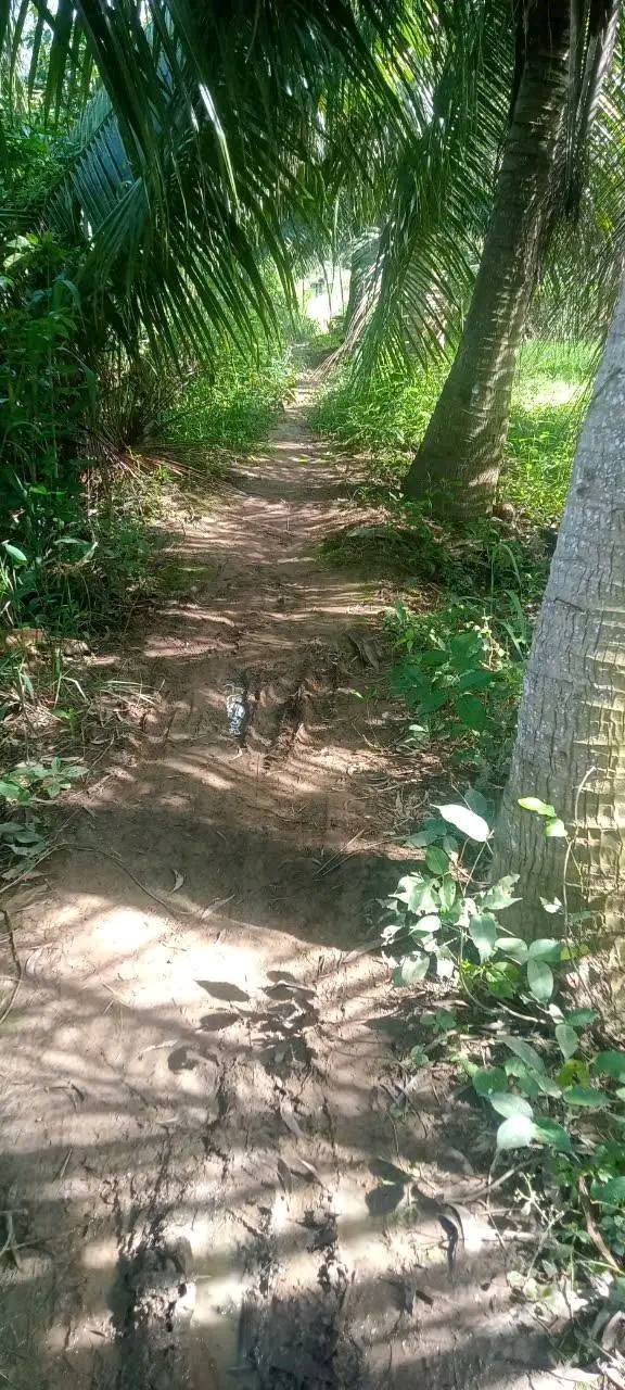 Đất vườn 3.600m² tại xã Mỹ Hưng, huyện Thạnh Phú - Giá chỉ 972 triệu!