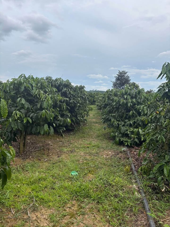 Đất nông nghiệp 1ha tại Đam Rông Lâm Đồng - Giá chỉ 1.3 tỷ, thương lượng ngay!