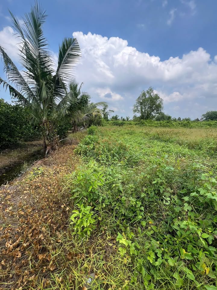 Đất vườn 500m² xã Tân Thành, Thủ Thừa - Giá 370 triệu - Đầu tư lý tưởng!