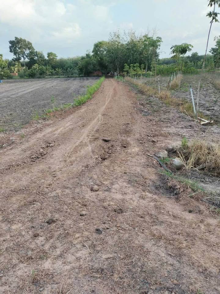 Đất nền Tân Bình Tây Ninh 495m² giá 239 triệu - Cơ hội đầu tư hấp dẫn!