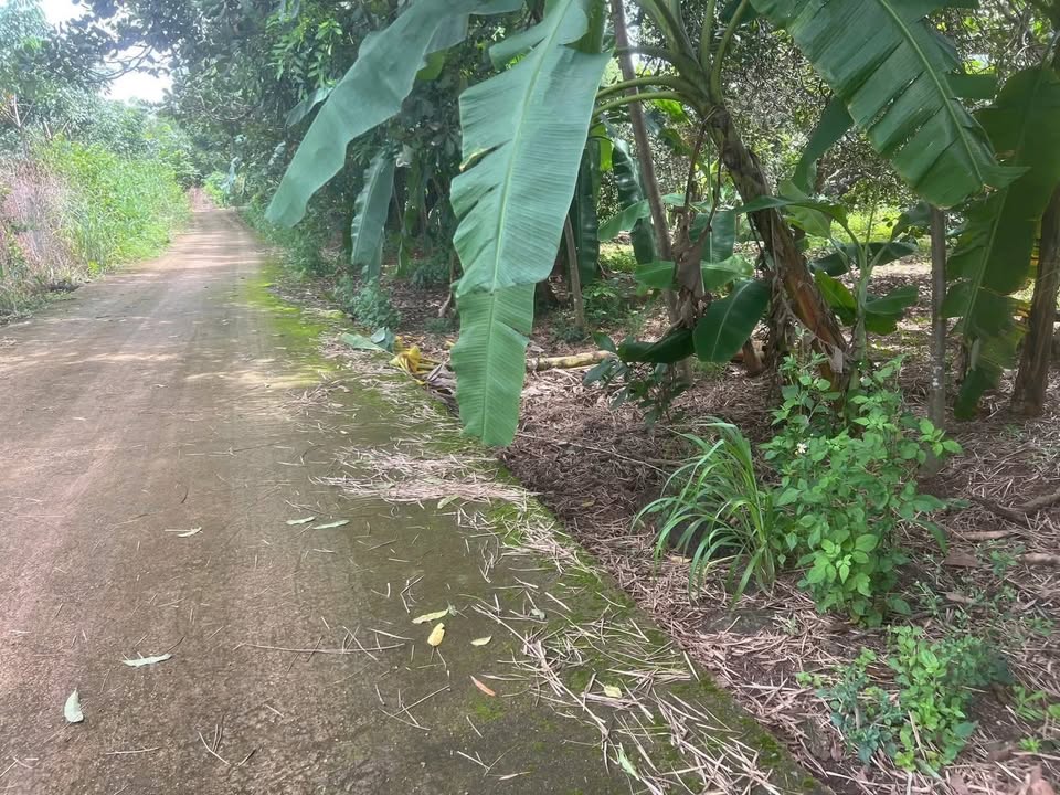 Đất nông nghiệp An Khương Hớn Quản 32.000m² giá 3.8 tỷ - Cơ hội đầu tư tuyệt vời!