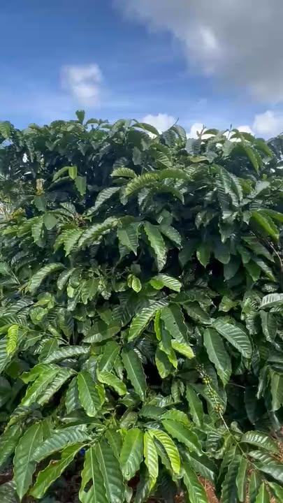 Đất nền 21600m² tại xã Ea Ngai, huyện Krông Búk - Giá 2 tỷ, cơ hội đầu tư hấp dẫn!