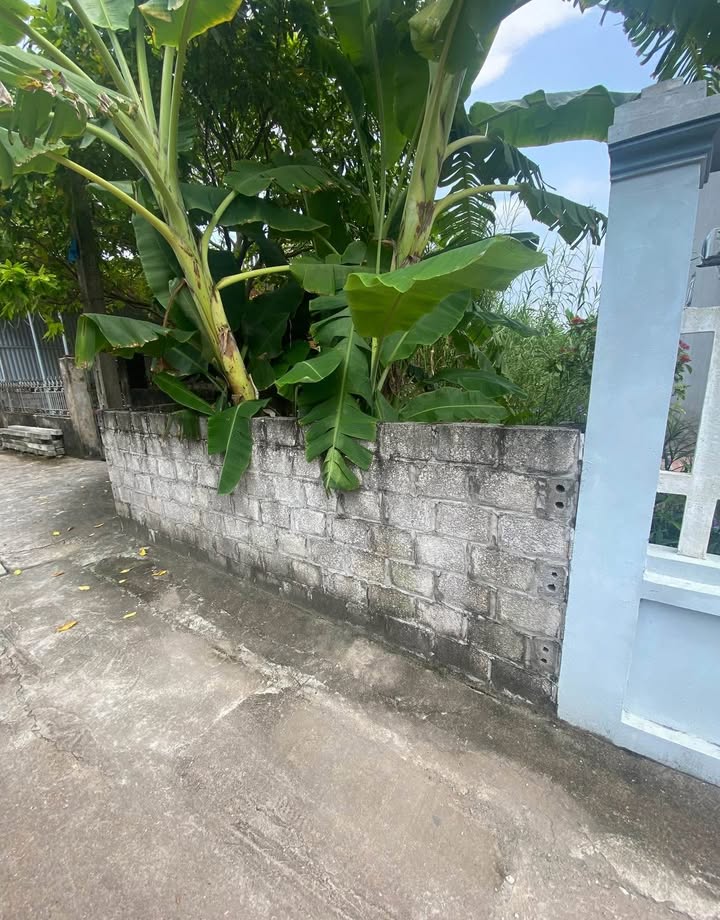 Đất nền Kim Đằng, phường Lam Sơn, TP Hưng Yên 100m² - Sổ đỏ chính chủ, giá chỉ 2 tỷ!