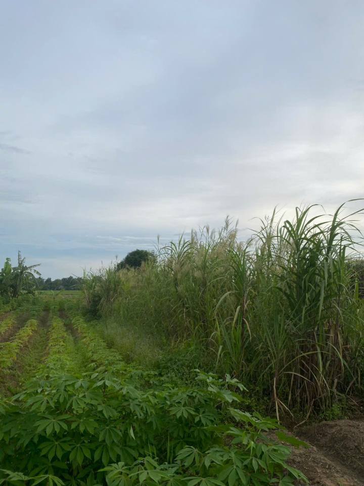 Đất nền khu dân cư Hòa Mỹ, Mỹ Xuyên, Sóc Trăng - 162m² giá 700 triệu - Đầu tư sinh lời!