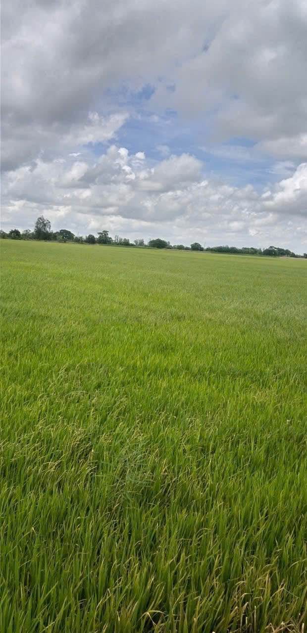 Đất Lúa 29 Công tại Định Thành, Thoại Sơn - Giá chỉ 3.48 tỷ, 2 mặt tiền kênh sườn!