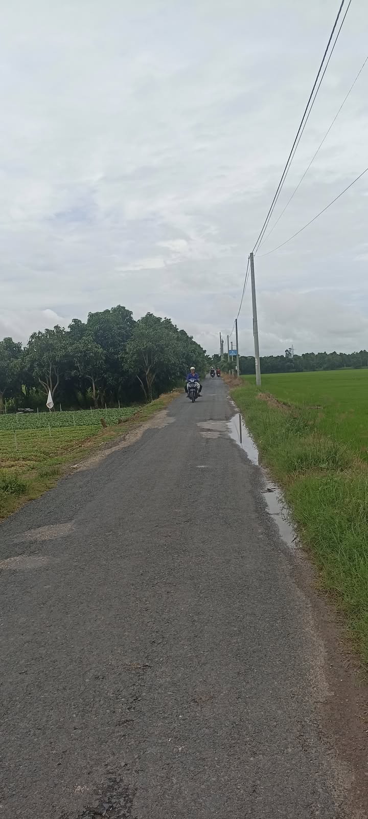 Đất nền đường Cộ 2 Thới, Chợ Mới, An Giang 80m² - Giá chỉ 290 triệu, thương lượng ngay!