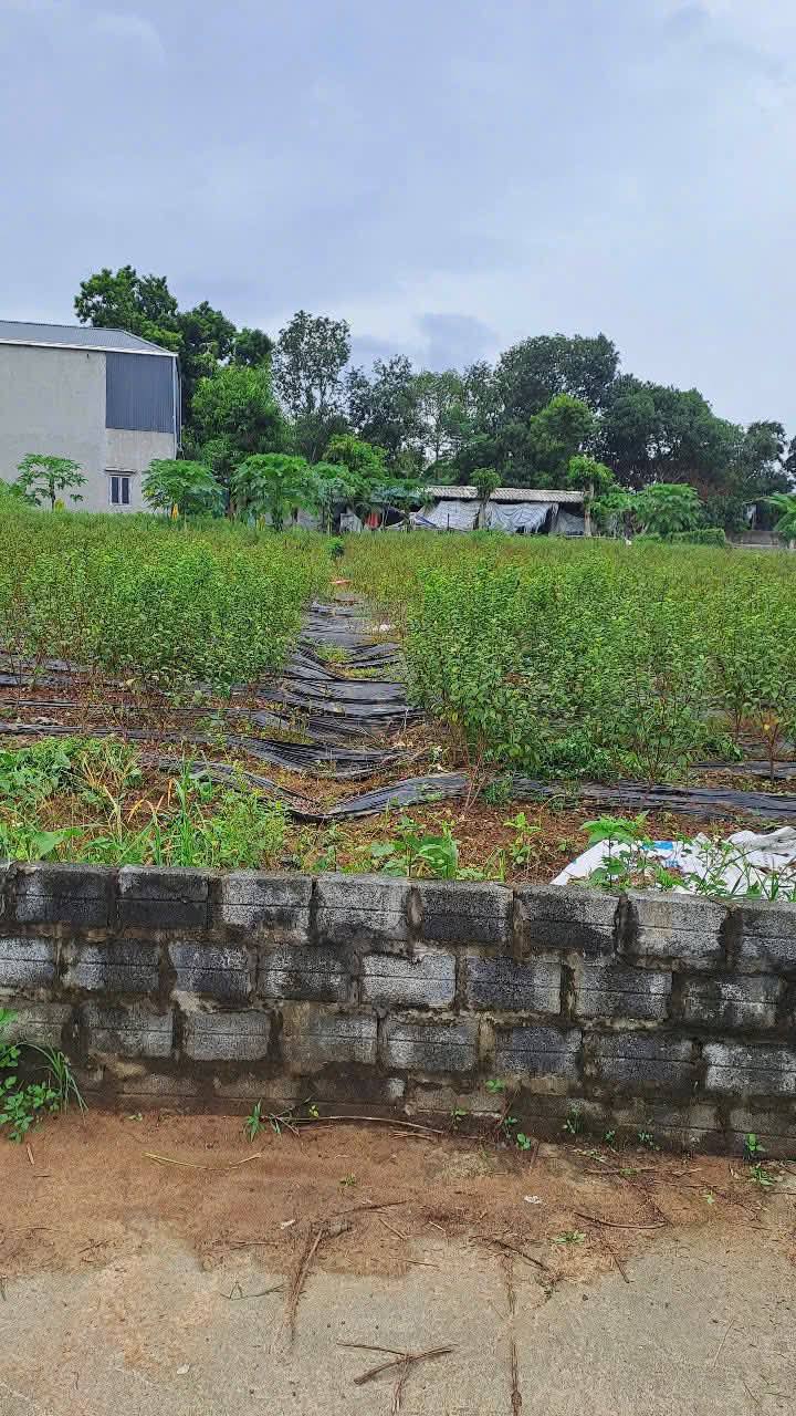 Đất thổ cư 450m² tại Tản Lĩnh, Ba Vì giá 4 tỷ - Đầu tư sinh lời ngay!