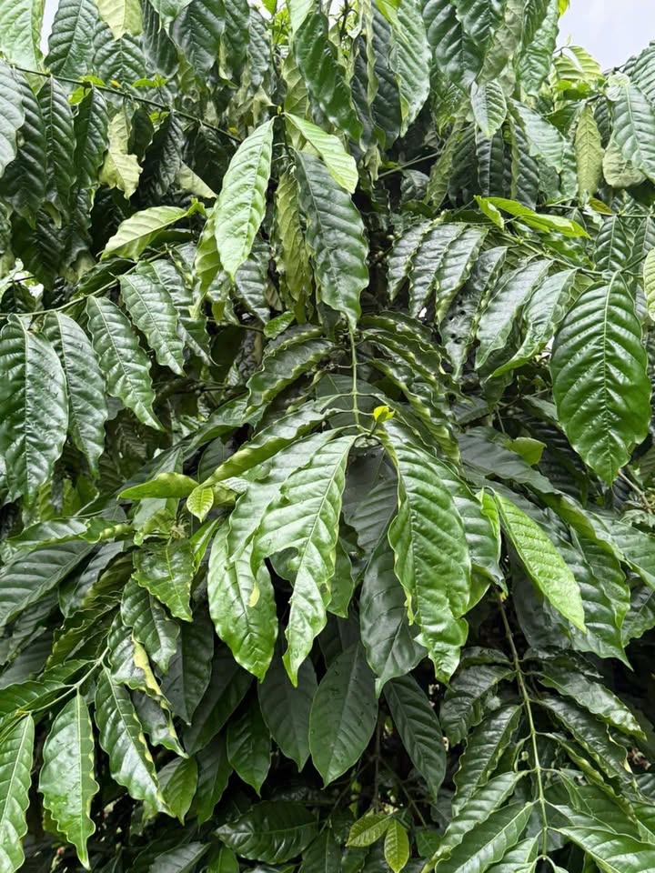 Farm 4 hecta tại Trường Xuân, Đắk Song giá 6 tỷ - Đầu tư sinh lời hấp dẫn!