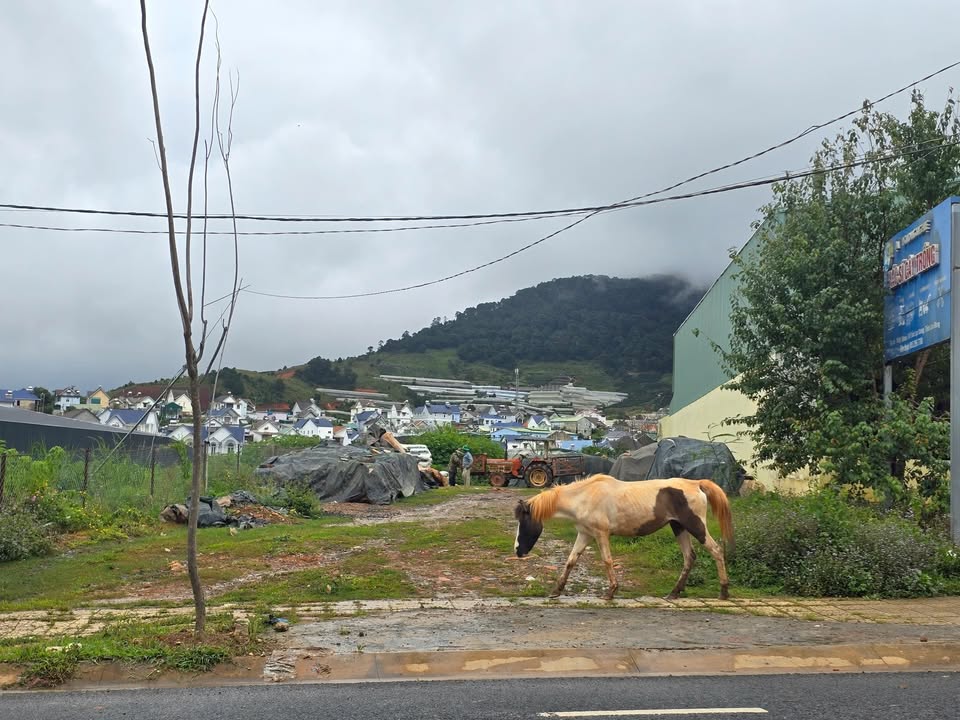 Đất 2 mặt tiền đường Bi Doup, Thị trấn Lạc Dương 582m² giá 12 tỷ - Đầu tư sinh lời ngay!