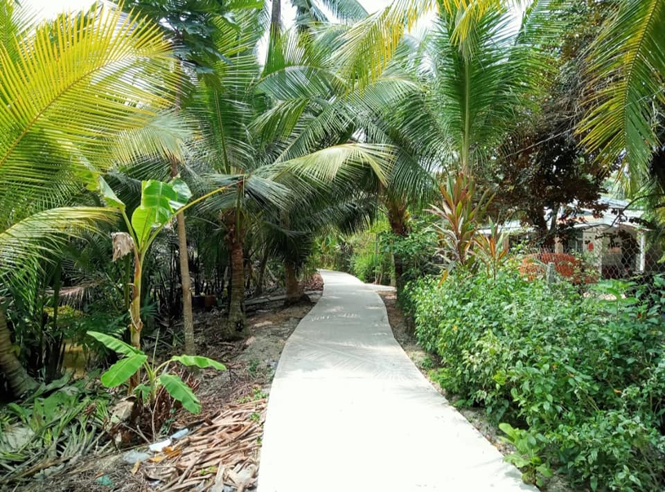 Đất trồng dừa xiêm xanh Thái tại Bình Phước, Vĩnh Long 13.400m² - Đang thu hoạch, giá chỉ 1.764 tỷ!