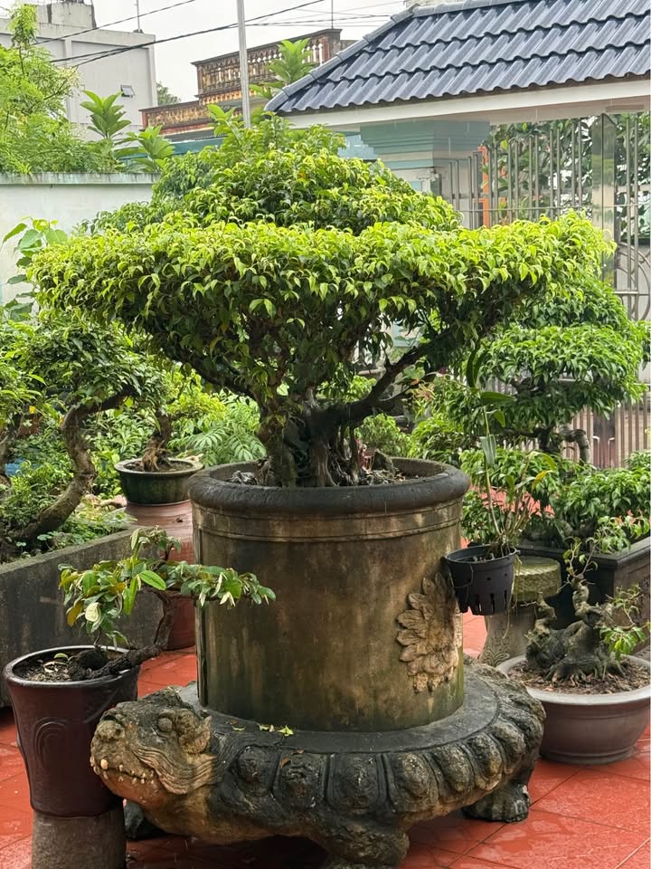 Nhà 220m² tại Vũ Lăng, Tiền Hải, Thái Bình - Nhà mới xây giá chỉ 800 triệu!