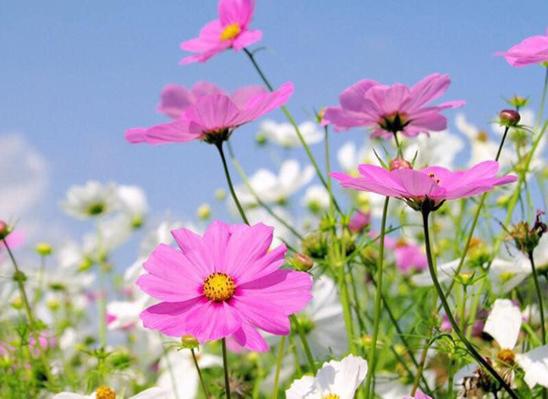 Đất Vân Dương, Quế Võ, Bắc Ninh 61m² giá 1.49 tỷ - Vị trí đẹp, sổ đỏ chính chủ!