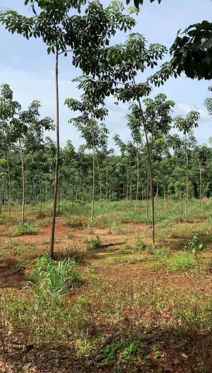 Đất Farm Tiến Thành, Đồng Xoài 15.000m² giá 2.6 tỷ - Suối chảy quanh năm!